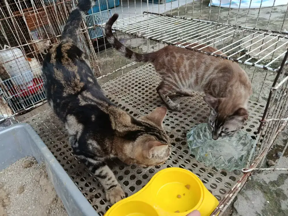 Kucing kucing sheeted & Snow