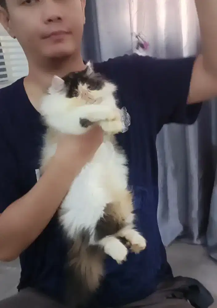 Anakan Persian Peaknose.
Kualitas premium.Bapak ped import ibu non ped