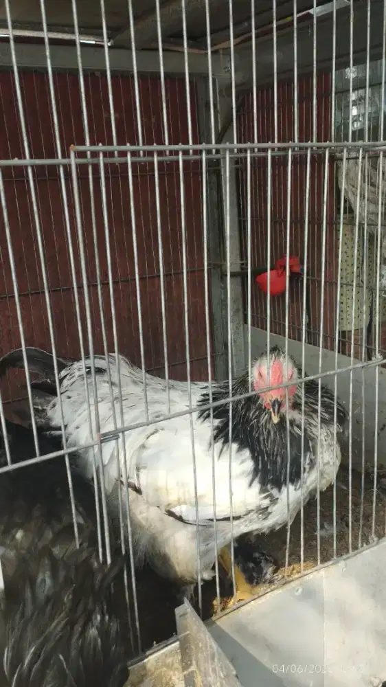 Ayam Brahma Pejantan