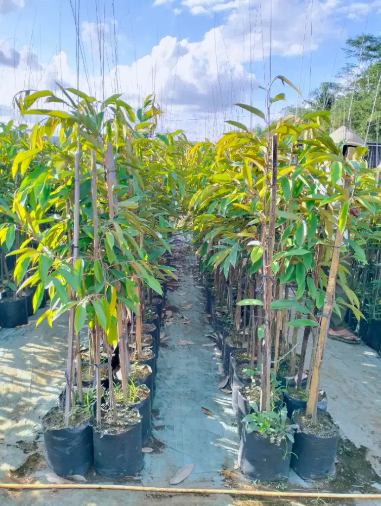 Bibit durian duri hitam polybag 30 uk 1m up