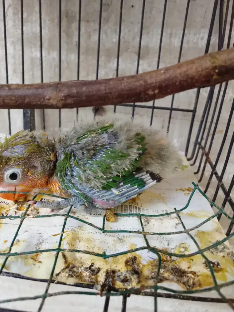 Lovebird lolohan murah