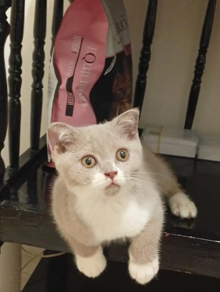 Kucing BSH scotisfold kitten