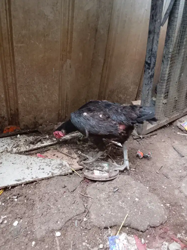 Ayam biang Bangkok big barter