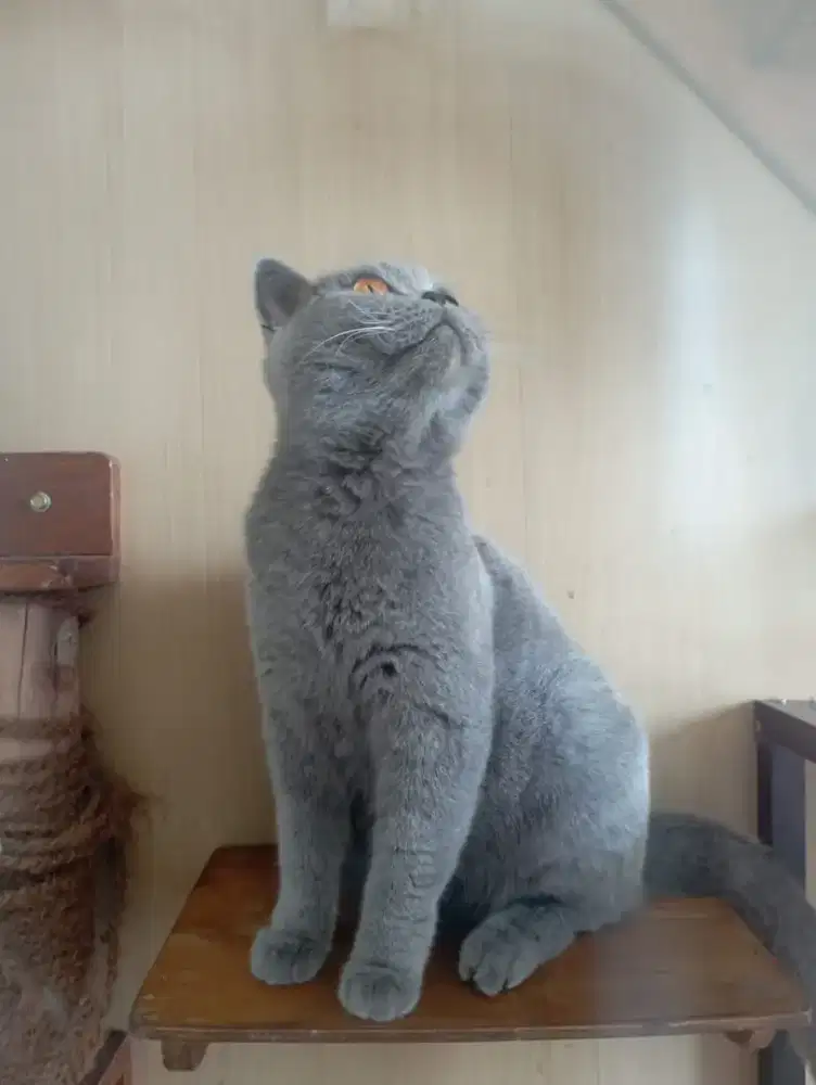British shorthair