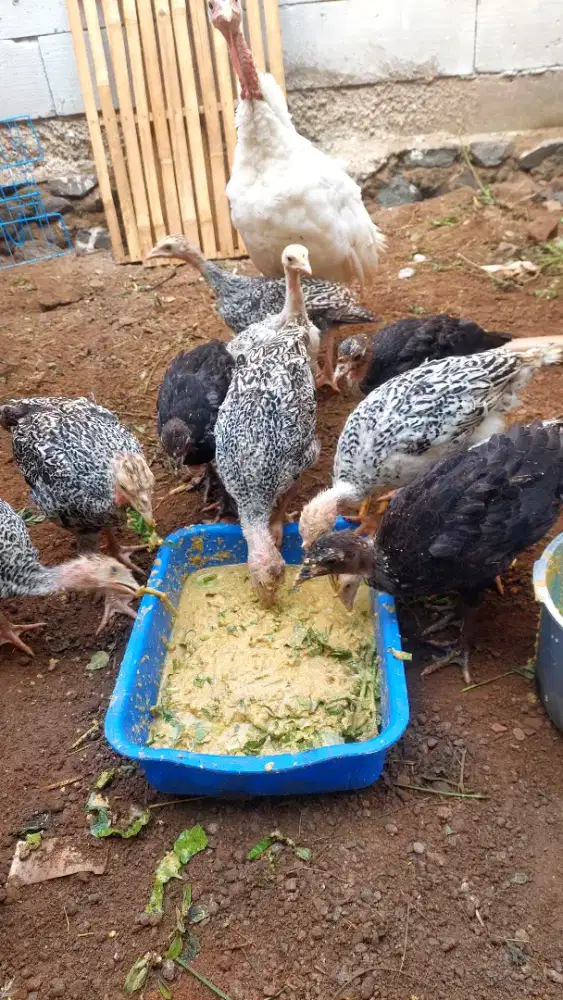 Ayam Kalkun Borongan