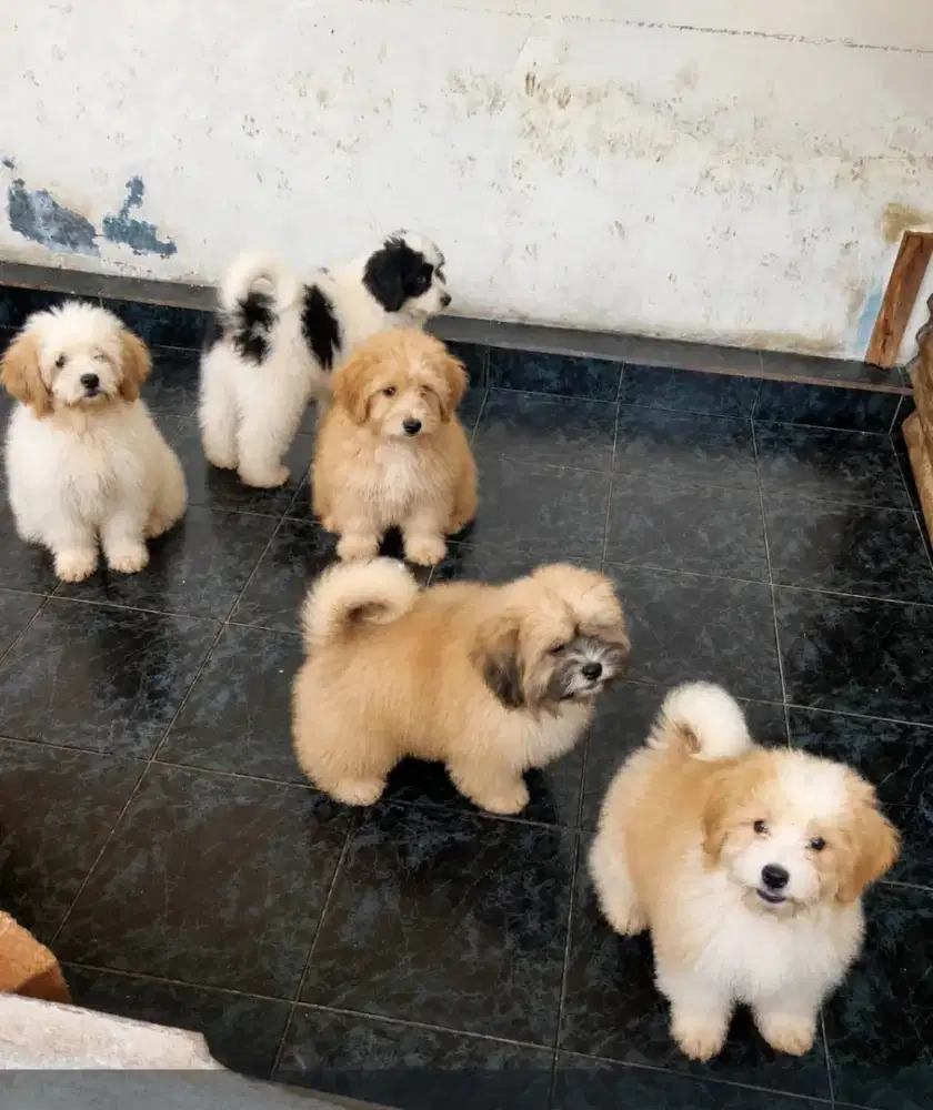 Dogy shitzu usia 5 bln