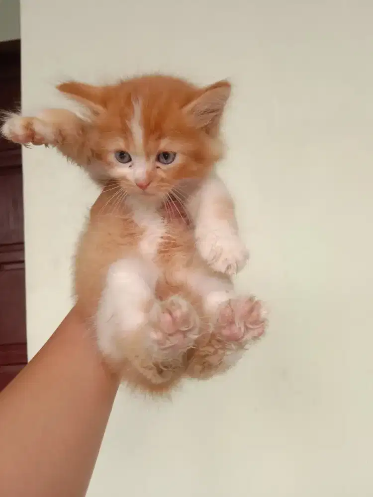 Kitten Persia Jantan