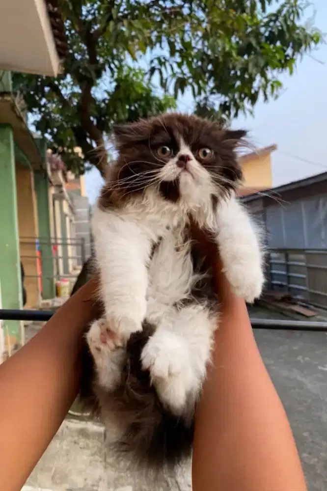 Kucing Scootish x Ragdoll