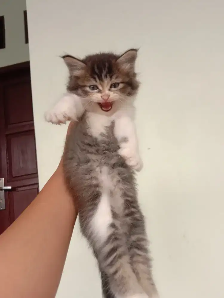 Kitten Persia Betina