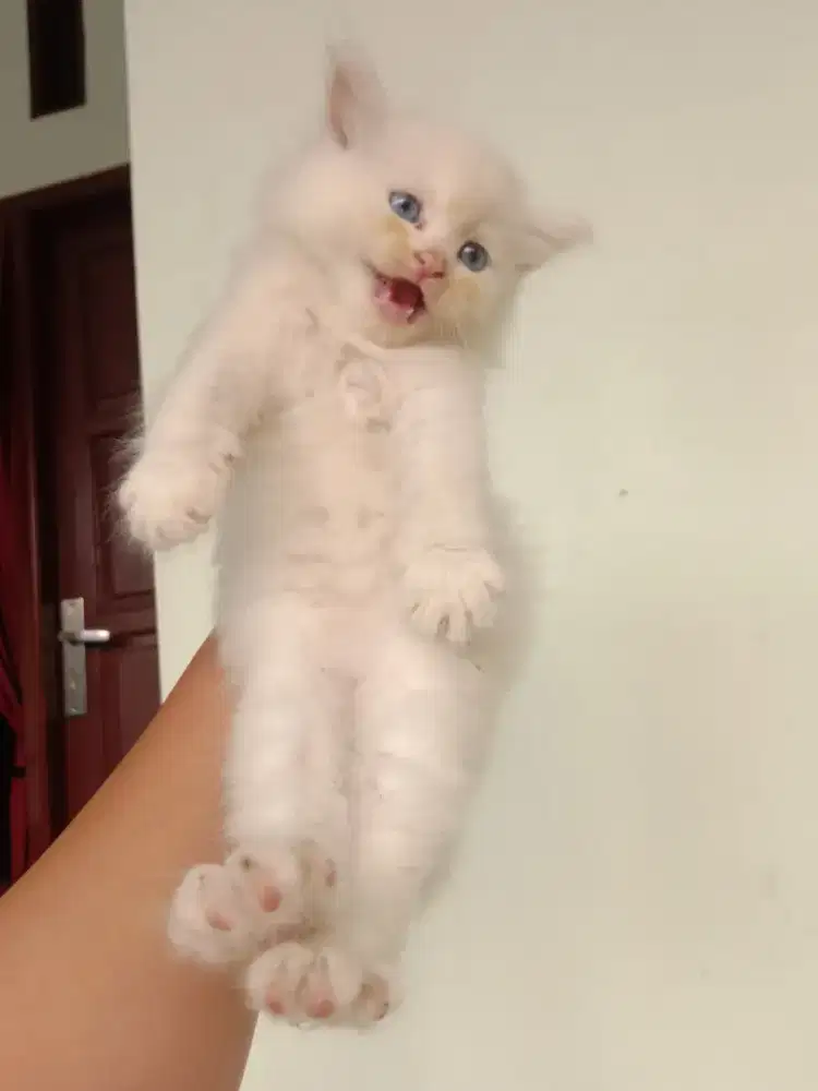 Kitten Persia Betina