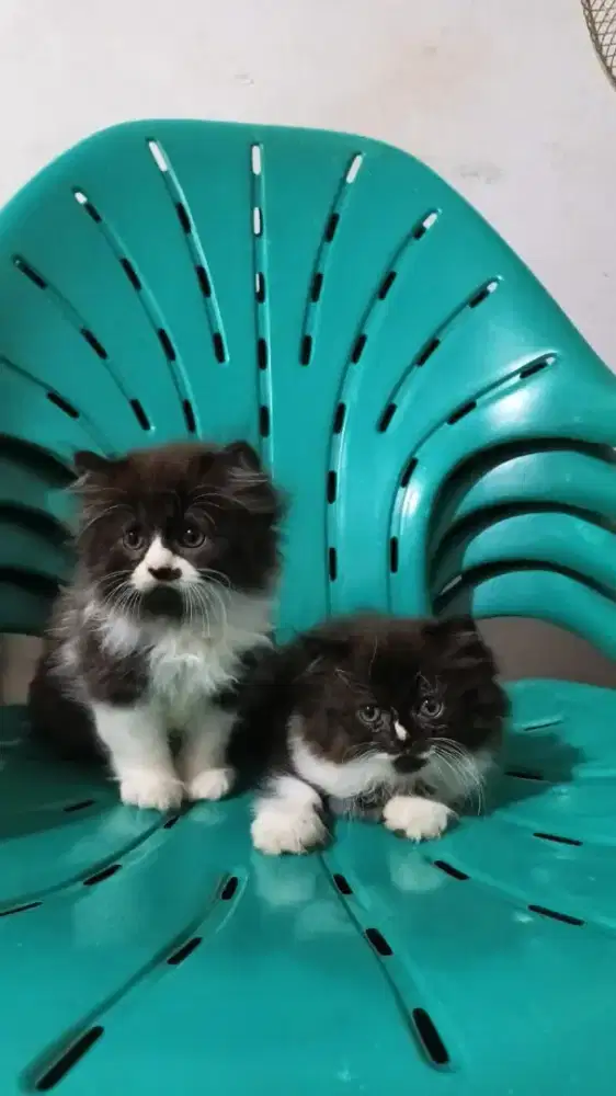 kucing persia ragdol