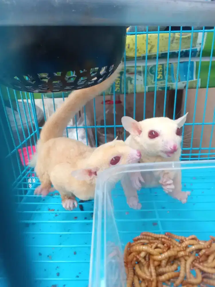 Sugar glider indukan