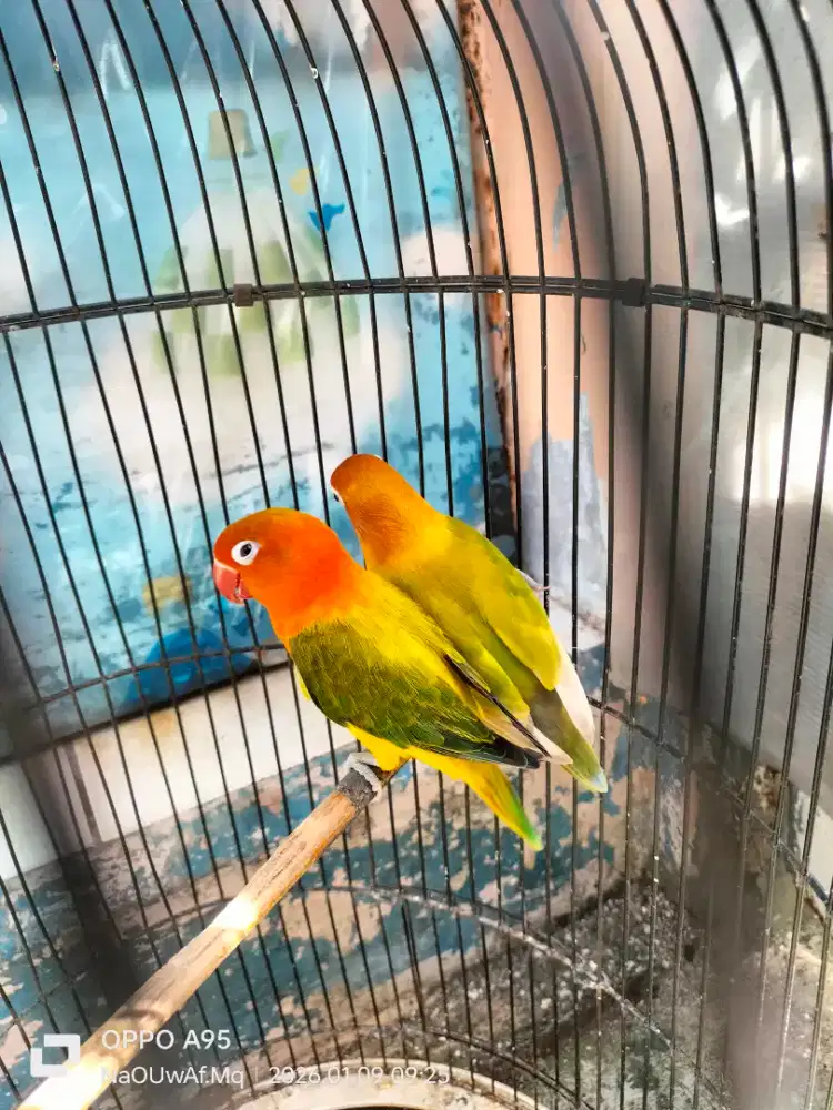 Lovebird pasangan dewasa produksi