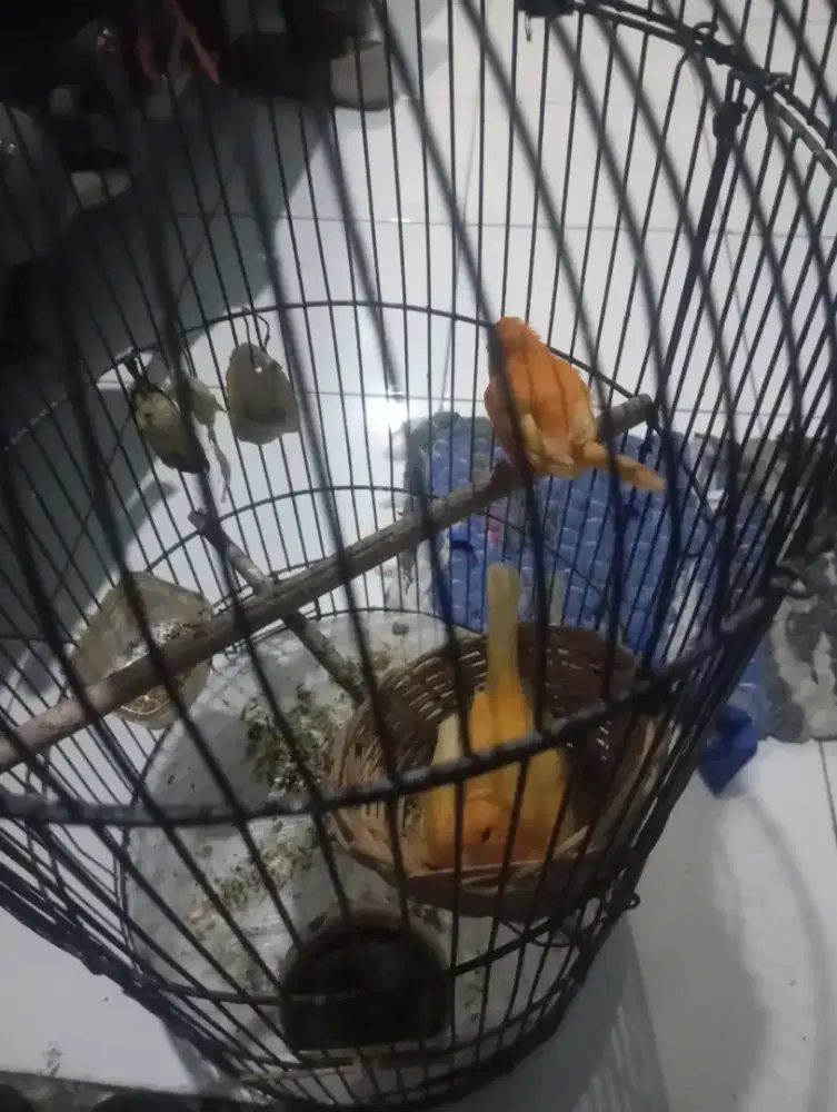 Kenari produk merlok+kuning