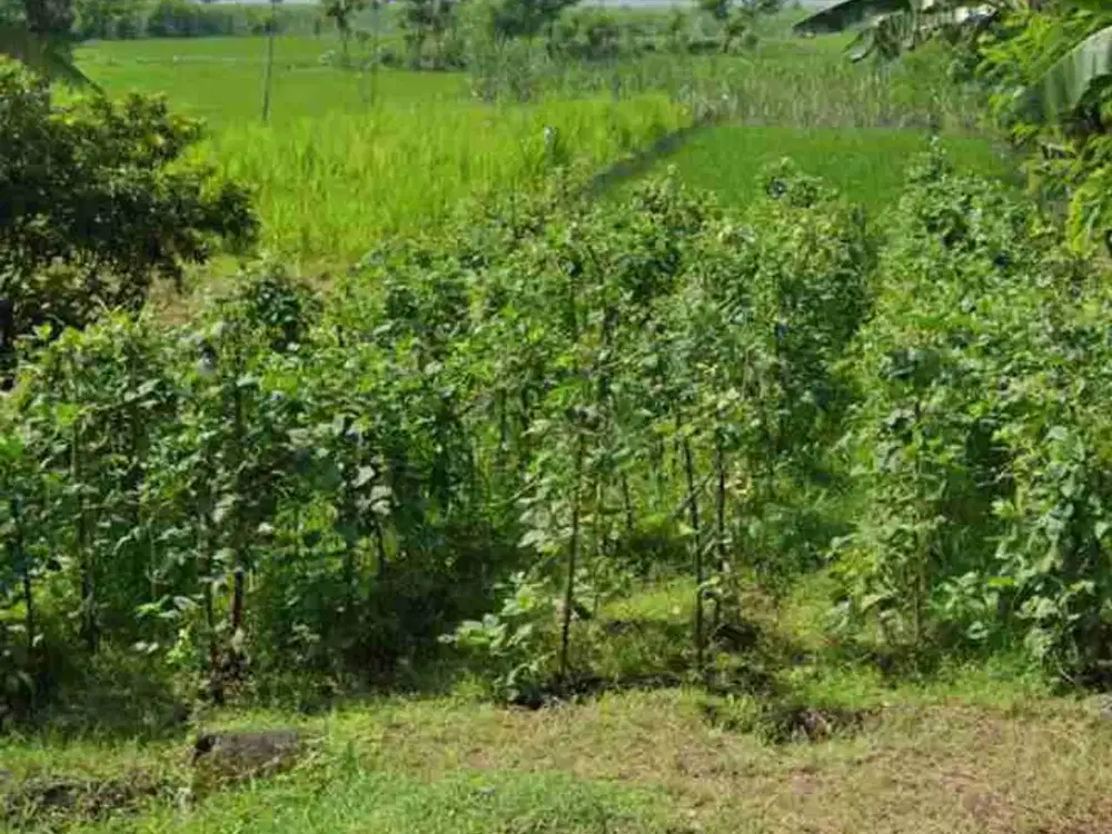Lahan industri luas 2 HA harga 450 ribu permeter, 16 km dari gerbang tol Jombang