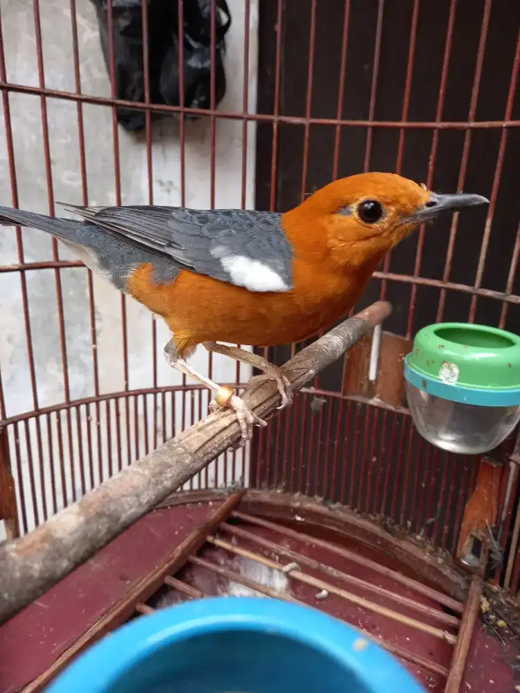 Anis merah jantan mantan gacor