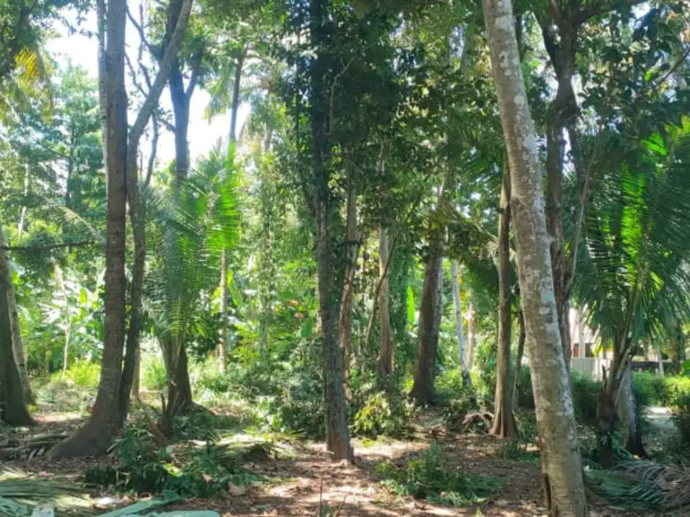 Tanah Pekarangan Lokasi Strategis di Kawasan Berkembang Bantul