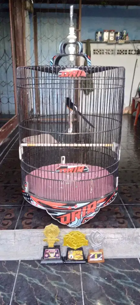 Murai batu siap gantangan