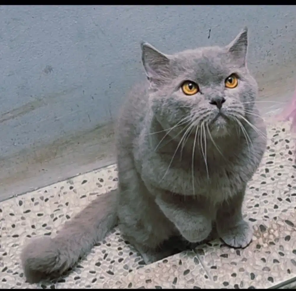 Dijual Kucing BSH