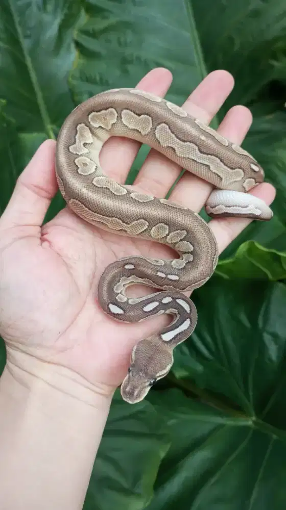 Ular Ballpython
