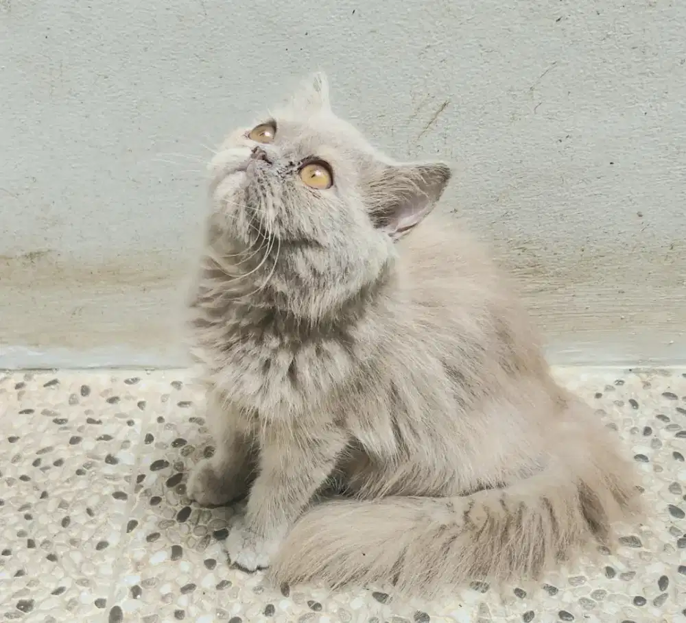 Dijual kucing persia jantan