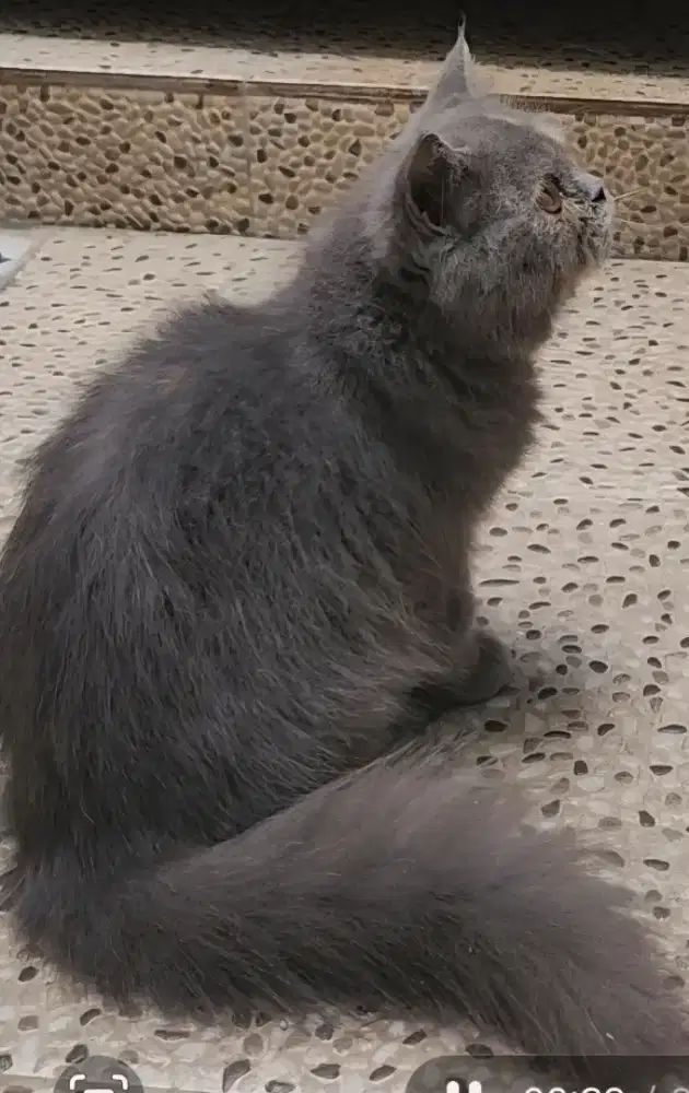 Kucing persia bulu kapas
