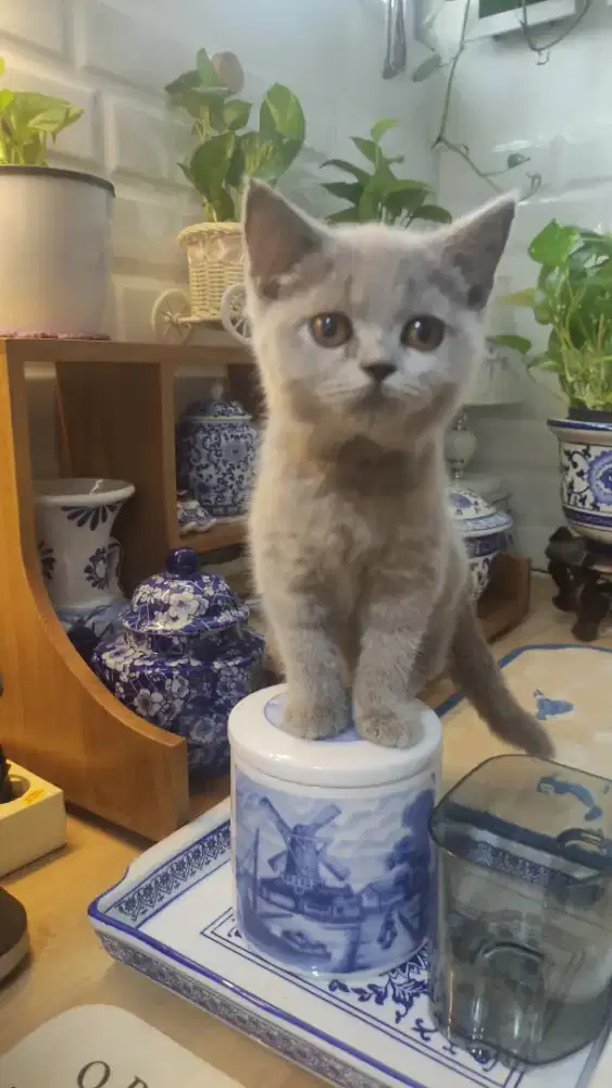 Bsh blue betina 4 bln
