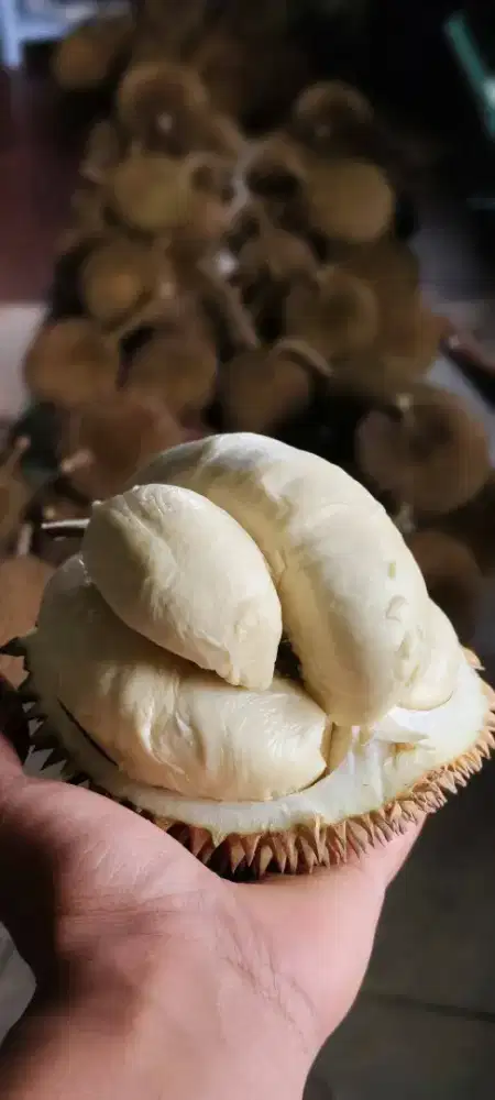 Duren lokal matang pohon