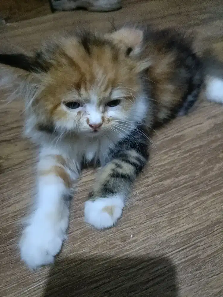 Kucing Persia 2.5 bulan
