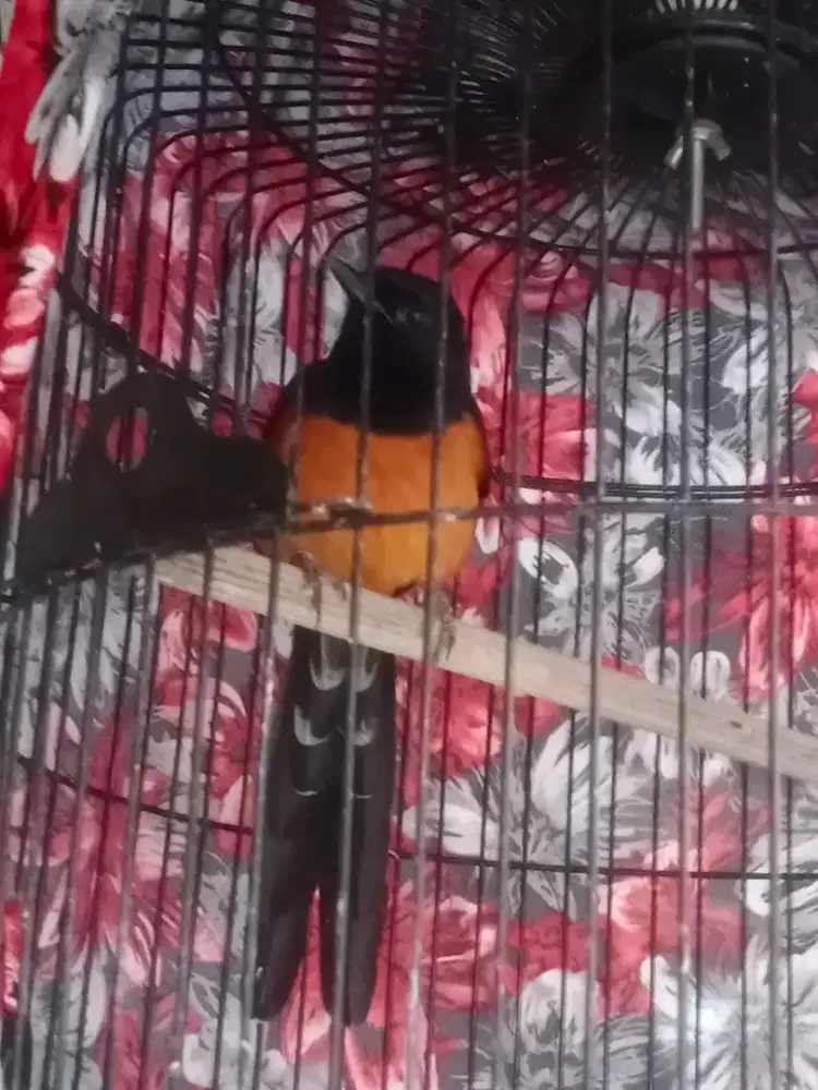 Burung murai batu langka