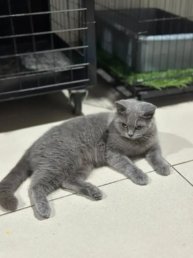 Kucing BSH Blue Solid