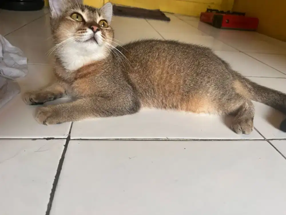 kucing bsh golden ns