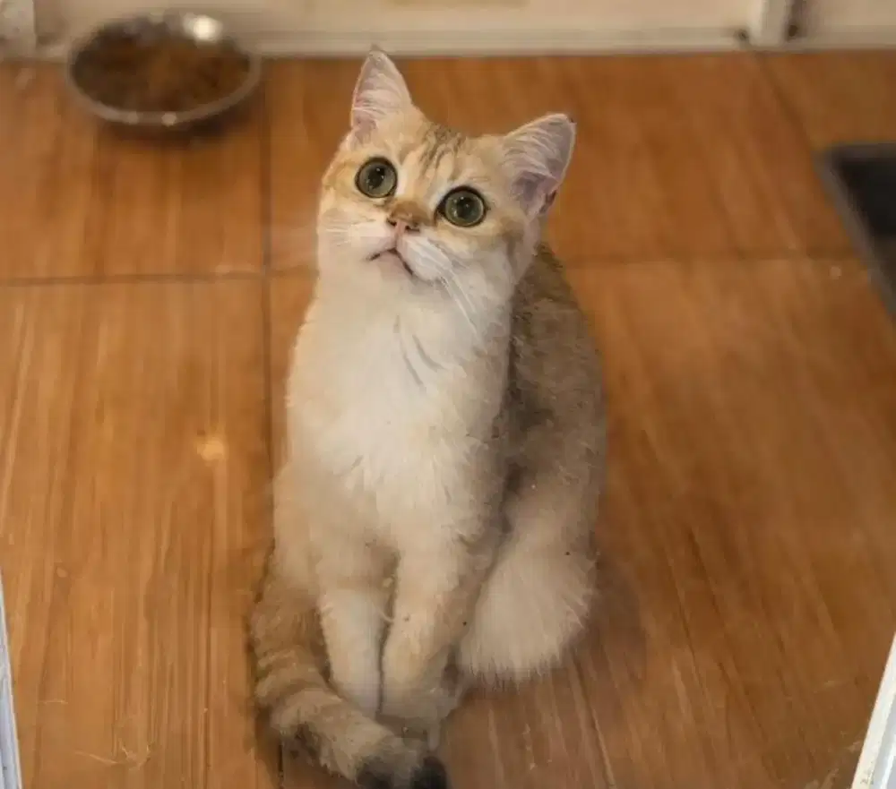 Kucing British Shorthair BSH Golden