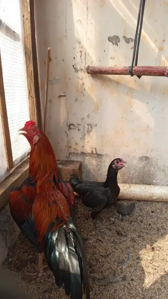 Borongan ayam kampung