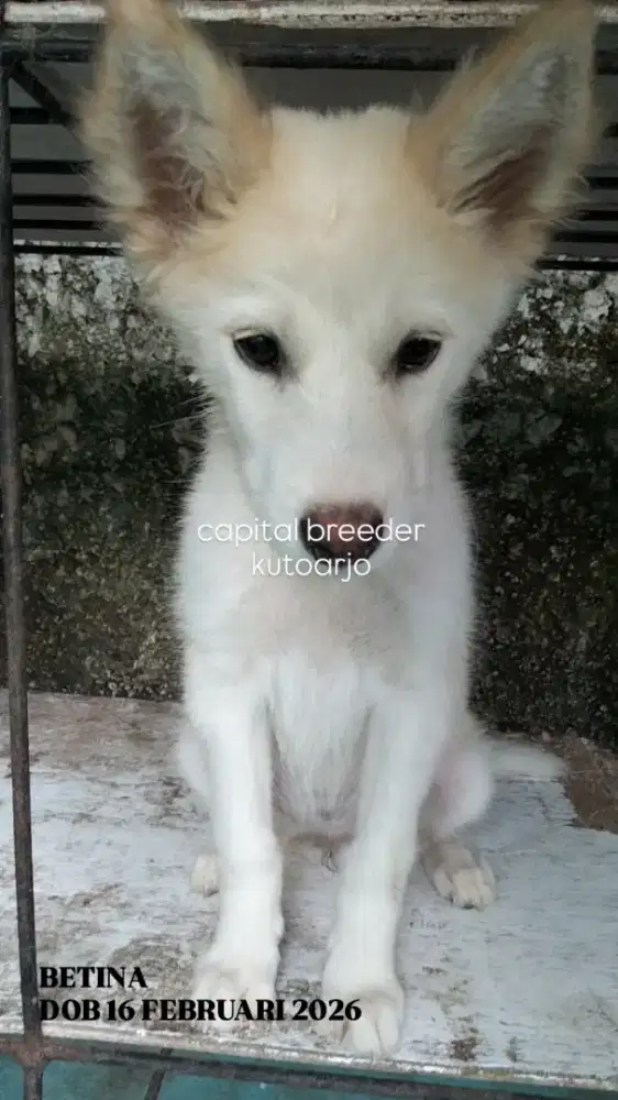 SIBERIAN HUSKY MIX BETINA