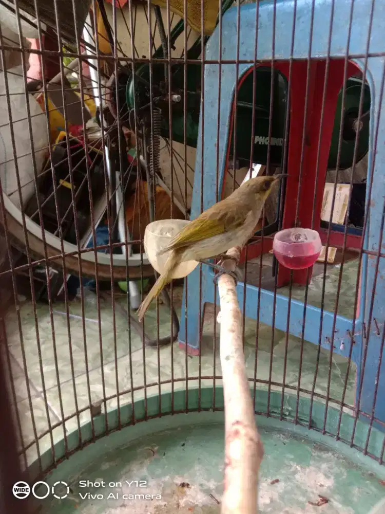 jual burung cucak kombo jantan bunyi dak bisa di dadak
