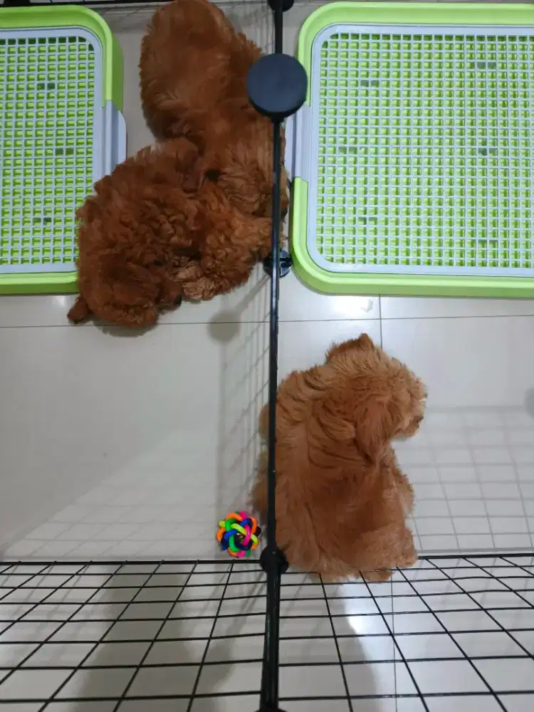 Mini red poodle x maltipo