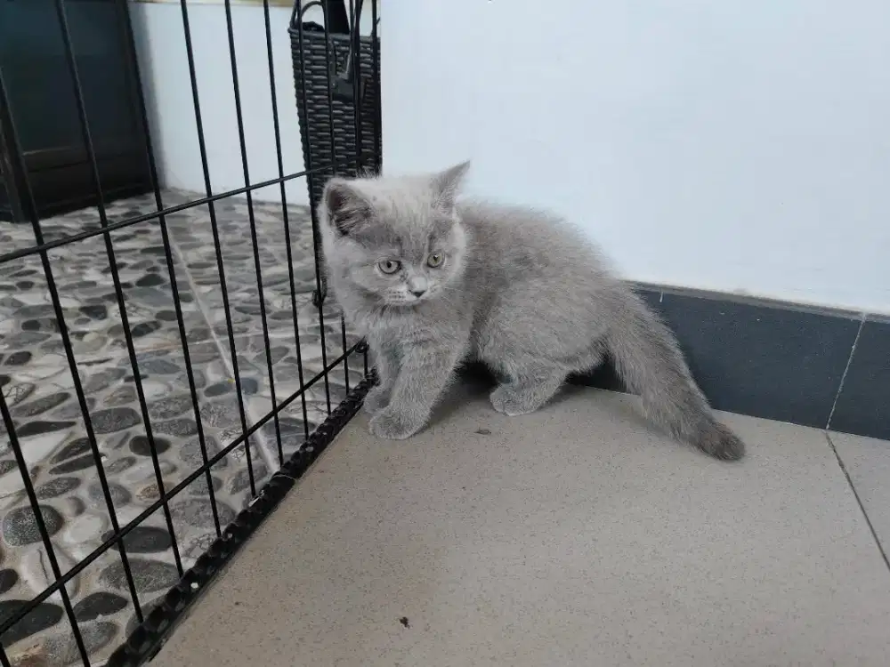 Kucing British Shorthair Kitten