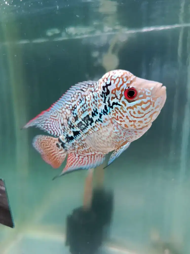 Ikan louhan cencu