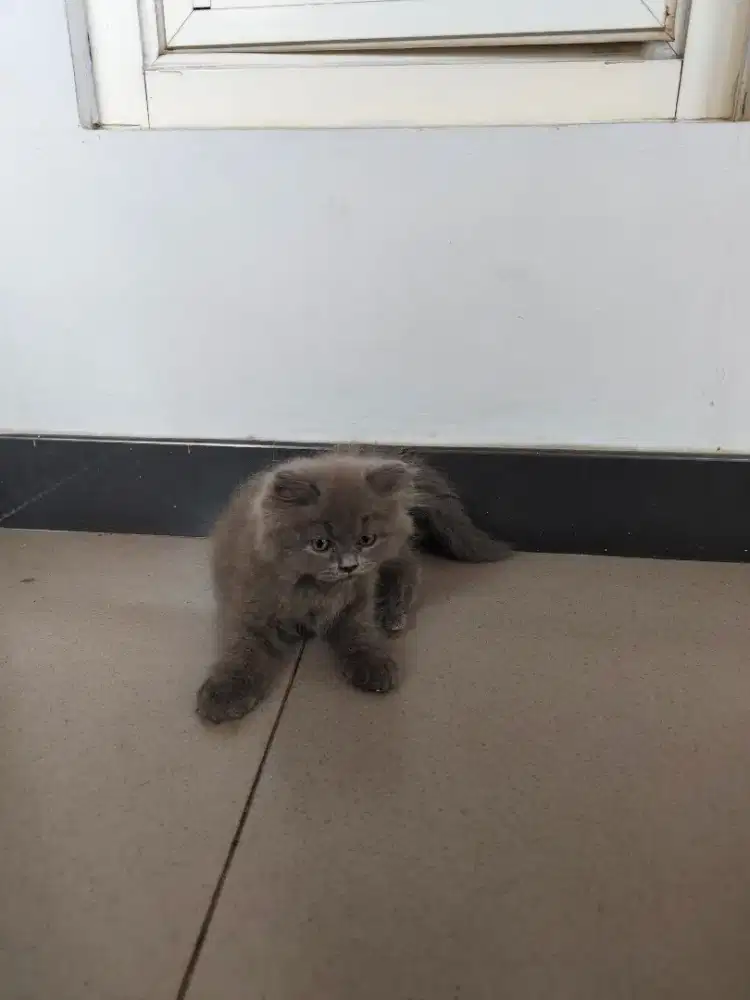 Kucing Mix British Shorthair - Persian Kitten