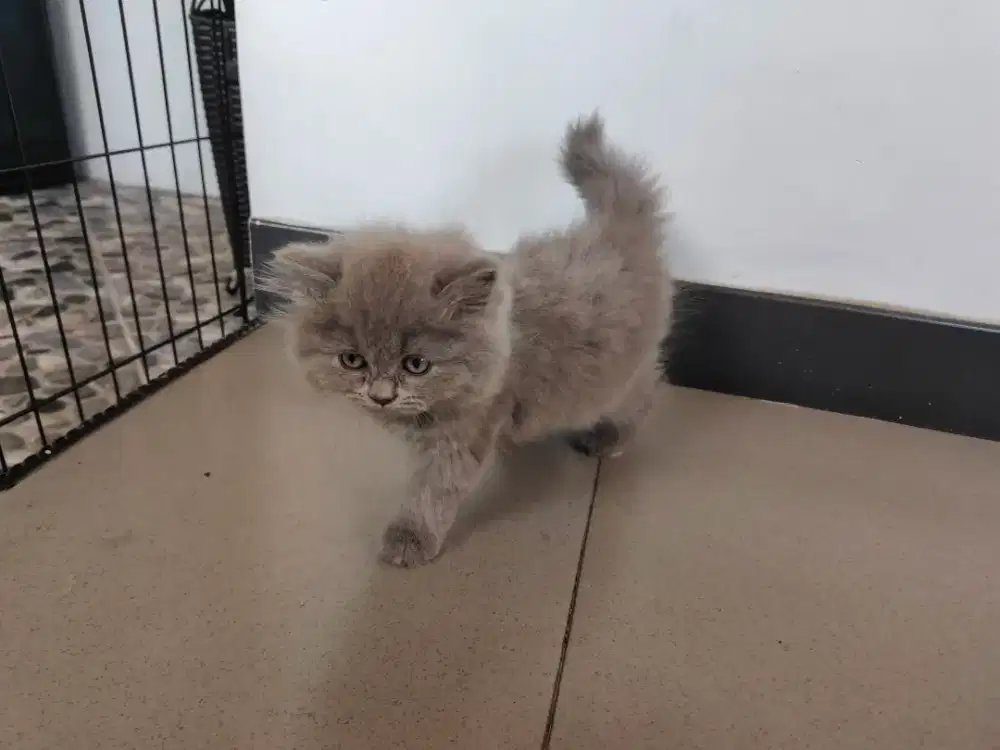 Kitten Mix British Shorthair - Persian Kucing