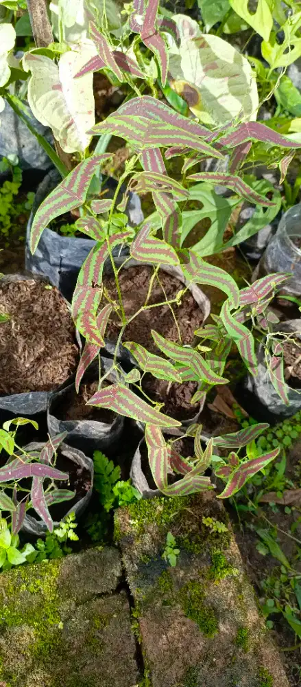 Tanaman Hias bunga kupu kupu (oxalis)