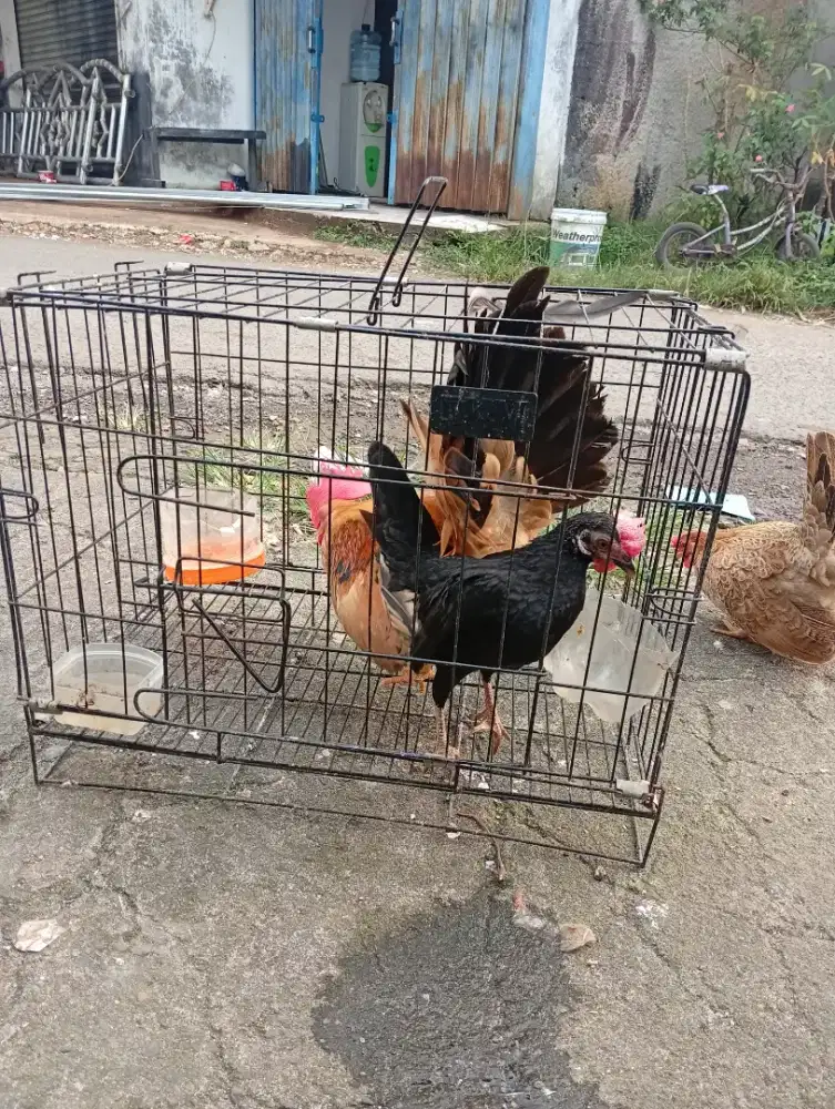 Ayam Kate sepasang