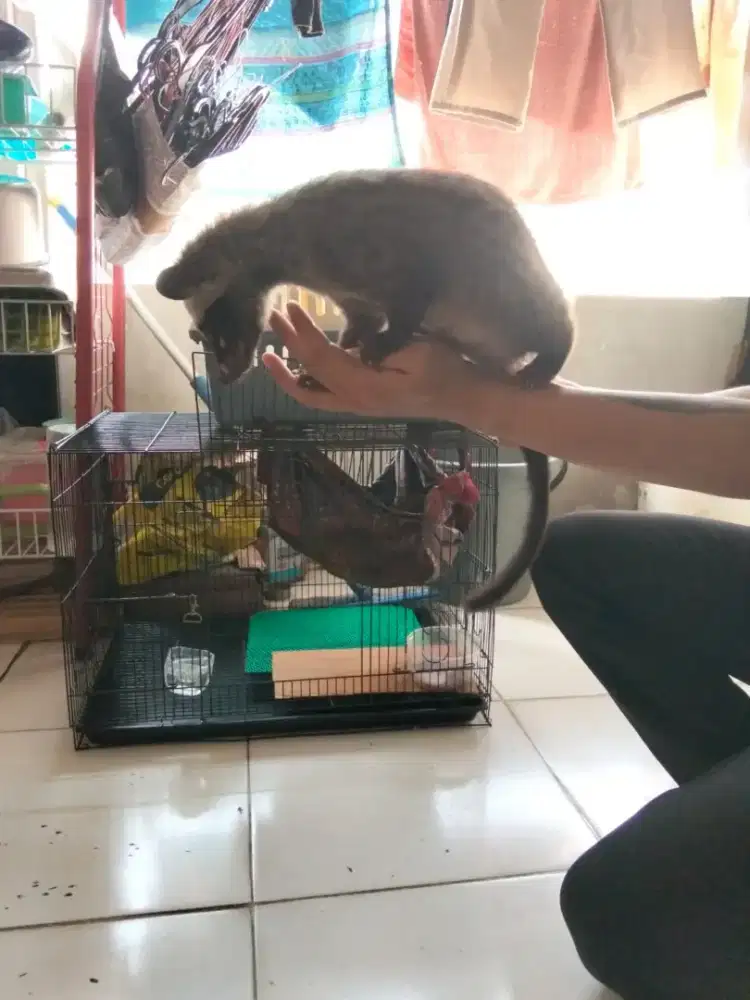 Jual Musang Pandan