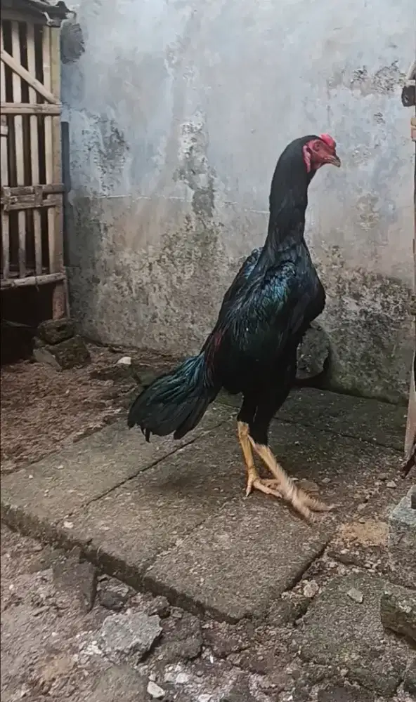 Ayam bangkok masih gress