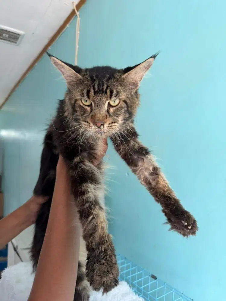 Mainecoon pedigree