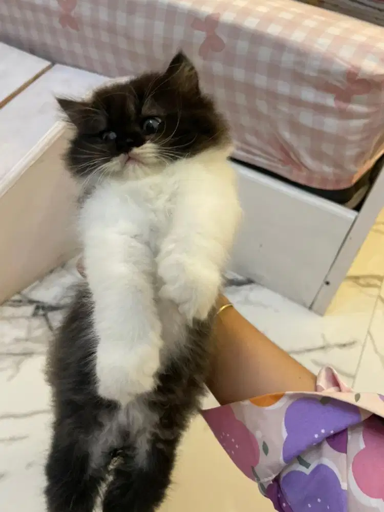 lepas adopsi kitten flatnose betina