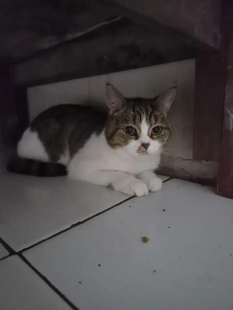 Lepas adopt bermahar