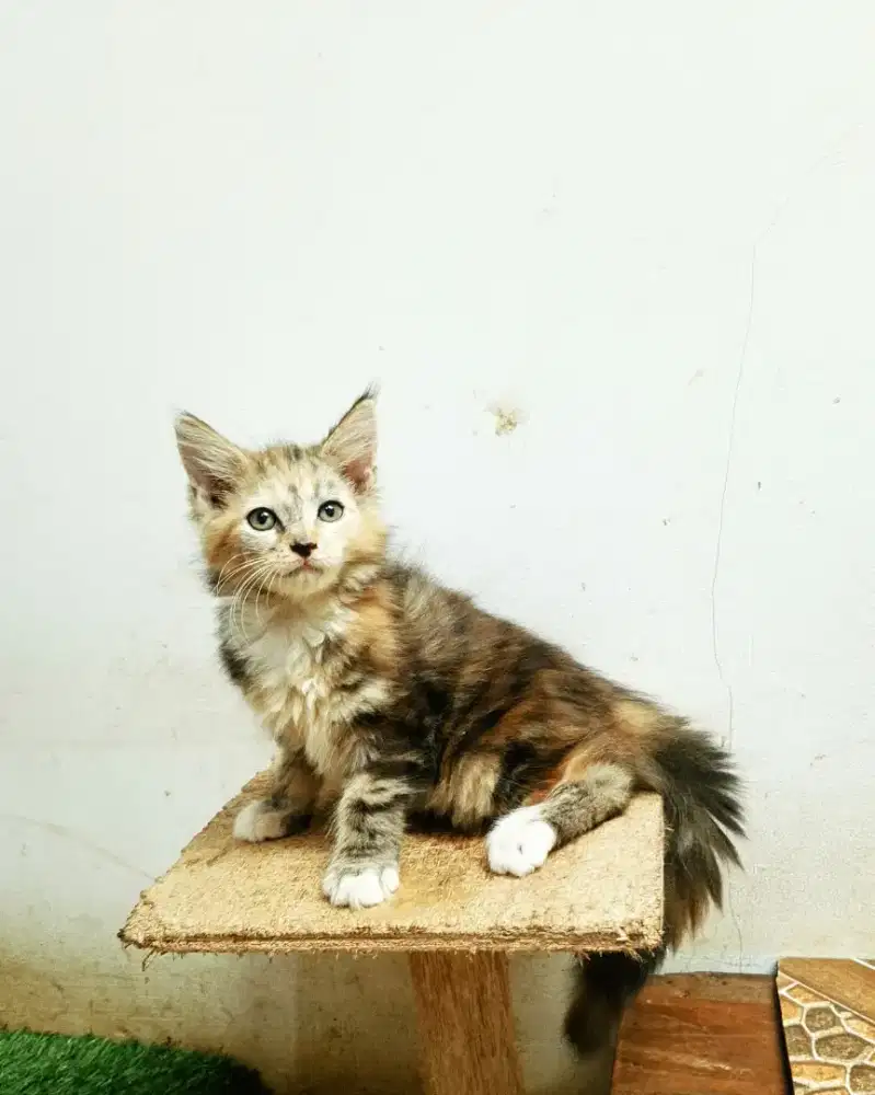 Kitten maineCoon Betina Pure No mix