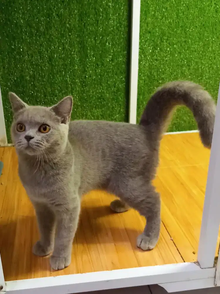 British Shorthair blue solid